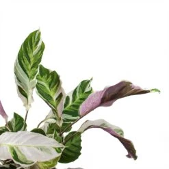 Calathea Fusion White -HousePlants Shop Calathea Fusion White Leaves