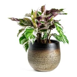 Calathea Fusion White -HousePlants Shop Calathea Fusion White Mya Plant Pot Deep Champagne