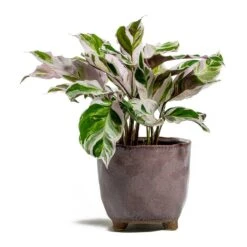 Calathea Fusion White -HousePlants Shop Calathea Fusion White kaat pink plant pot d5ab7191 512b 4143 aca1 5f135437b65f