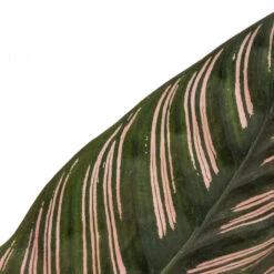 Calathea Sanderiana - Pin-Stripe Calathea -HousePlants Shop Calathea Sanderiana Pin Stripe Calathea 12x30cm 4