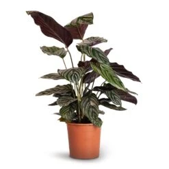 Calathea Sanderiana - Pin-Stripe Calathea -HousePlants Shop Calathea Sanderiana Pin Stripe Calathea 14x50cm