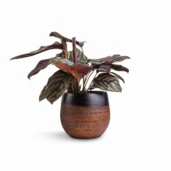 Mya Plant Pot - Shiny Mocha -HousePlants Shop Calathea Sanderiana Pin Stripe Calathea 14x50cm Mya Plant Pot Shiny Mocha 18x16cm df64169c bacc 443b b2c5 a0c635bba10d