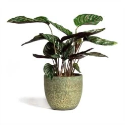 Calathea Sanderiana - Pin-Stripe Calathea -HousePlants Shop Calathea Sanderiana Pin Stripe Calathea 14x50cm Rinca Plant Pot Shiny Green 17x15cm