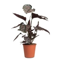 Calathea Sanderiana - Pin-Stripe Calathea -HousePlants Shop Calathea Sanderiana Pin Stripe Calathea 19x75cm 2 93262ecd d0f9 45ed 9f0f 18977b2c26da