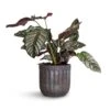 Calathea Sanderiana - Pin-Stripe Calathea 2 Calathea Sanderiana - Pin-Stripe Calathea -HousePlants Shop Calathea Sanderiana Pin Stripe Calathea 19x75cm Duncan Plant Pot Blue Gold 23x22cm