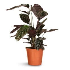 Calathea Sanderiana - Pin-Stripe Calathea -HousePlants Shop Calathea Sanderiana Pin Stripe Calathea 19x75cm 2cac7886 86e2 4137 8c4f 0f5ced5dd851