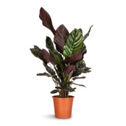 Calathea Sanderiana - Pin-Stripe Calathea -HousePlants Shop Calathea Sanderiana Pin Stripe Calathea 24x75cm