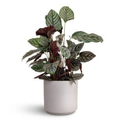 Calathea Sanderiana - Pin-Stripe Calathea -HousePlants Shop Calathea Sanderiana Pin Stripe Calathea 24x75cm Leon Plant Pot Cement 32x27cm
