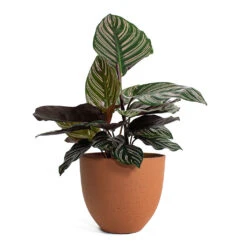 Calathea Sanderiana - Pin-Stripe Calathea -HousePlants Shop Calathea Sanderiana Pin Stripe Calathea Coral Refined Planter Canyon Orange a7621ec3 f1f1 4229 91f9 368f6ae9dfcd