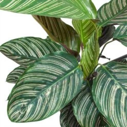 Calathea Sanderiana - Pin-Stripe Calathea -HousePlants Shop Calathea Sanderiana Pin Stripe Calathea Leaves
