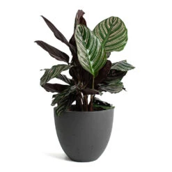 Calathea Sanderiana - Pin-Stripe Calathea -HousePlants Shop Calathea Sanderiana Pin Stripe Calathea Mini Jesslyn Plant Pot Black Washed a664e8d7 0a9f 433b 9823 593f5d1cff9b