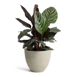 Calathea Sanderiana - Pin-Stripe Calathea -HousePlants Shop Calathea Sanderiana Pin Stripe Calathea Mini Jesslyn Plant Pot Grey Washed b6ff646b 28ed 419f a32d 72088b77be17