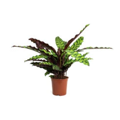 Calathea Lancifolia - Rattlesnake Plant -HousePlants Shop Calathea lancifolia Rattlesnake Plant 14cm