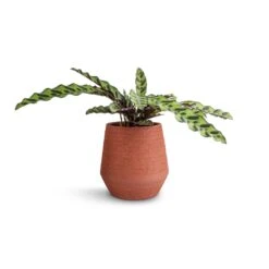 Humus Plant Pot - Terra -HousePlants Shop Calathea lancifolia Rattlesnake Plant 14x40cm Humus Plant Pot Terra 16.5x18.5cm 38847116 b1ef 46db 8b31 0661a9af6c77