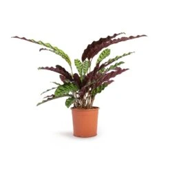 Calathea Lancifolia - Rattlesnake Plant -HousePlants Shop Calathea lancifolia Rattlesnake Plant 14x45cm