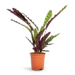 Calathea Lancifolia - Rattlesnake Plant -HousePlants Shop Calathea lancifolia Rattlesnake Plant 17x60cm