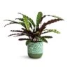 Calathea Lancifolia - Rattlesnake Plant 2 Calathea Lancifolia - Rattlesnake Plant -HousePlants Shop Calathea lancifolia Rattlesnake Plant 17x60cm Ocean Glaze Plant Pot Emerald 18x18cm