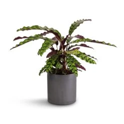 Puk Plant Pot - Black Washed -HousePlants Shop Calathea lancifolia Rattlesnake Plant 17x60cm Puk Plant Pot Black Washed 20x20cm 513d6494 7e07 4976 b580 29dfeec1c56c
