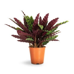 Calathea Lancifolia - Rattlesnake Plant -HousePlants Shop Calathea lancifolia Rattlesnake Plant 19x60cm