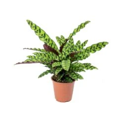 Calathea Lancifolia - Rattlesnake Plant -HousePlants Shop Calathea lancifolia Rattlesnake Plant 75cm