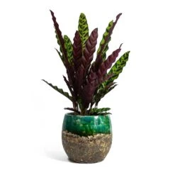 Calathea Lancifolia - Rattlesnake Plant -HousePlants Shop Calathea lancifolia Rattlesnake Plant Lindy Plant Pot Black Green fc17ebf1 9d2d 42c4 bae4 67e0a375300e