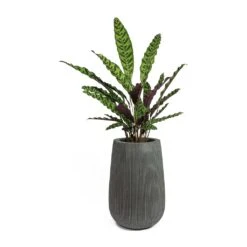Calathea Lancifolia - Rattlesnake Plant -HousePlants Shop Calathea lancifolia Rattlesnake Plant Patt High Plant Vase Ridged Dark Grey f4ab71f4 88f3 492f b222 d86061f37f96
