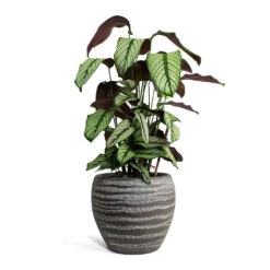 Calathea Majestica White Star -HousePlants Shop Calathea majestica White Star Koen Plant Pot Brown