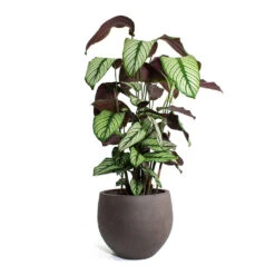 Calathea Majestica White Star -HousePlants Shop Calathea majestica White Star Mini Orb Kevan lant Pot Ash Brown