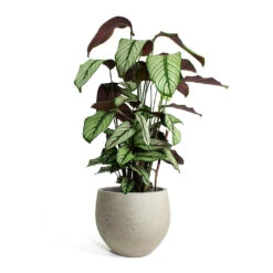 Calathea Majestica White Star -HousePlants Shop Calathea majestica White Star Mini Orb Kevan lant Pot Grey Washed