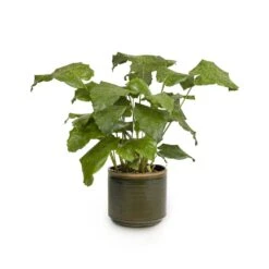 Calathea Musaica Network -HousePlants Shop Calathea musaica Network 17x50cm Jordy Plant Pot Forest Green 20x18cm copy