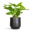 Calathea Musaica Network -HousePlants Shop Calathea musaica Network 17x50cm Norell Plant Pot Black 21x20cm