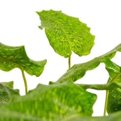 Calathea Musaica Network -HousePlants Shop Calathea musaica Network DETAIL