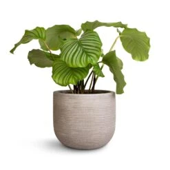 Cody Plant Pot - Ridged Cement -HousePlants Shop Calathea orbifolia 21x60cm Cody Plant Pot Ridged Cement 28x25cm