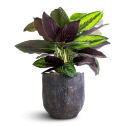 Calathea Ornata Beauty Star