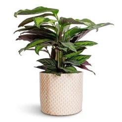 Lazzaro Plant Pot - Taupe Garland -HousePlants Shop Calathea ornata Beauty Star 14x50cm Lazzaro Plant Pot Taupe Garland 18x16cm