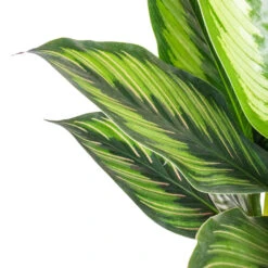 Calathea Ornata Beauty Star -HousePlants Shop Calathea ornata Beauty Star SWATCH