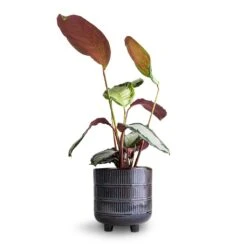 Calathea Picturata Argentea -HousePlants Shop Calathea picturata Argentea 12 x 40cm Denise Plant Pot Blue Bronze 17 x 17cm 8f681b6c be51 45f4 a37e 41da844f85fe