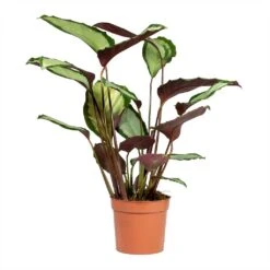 Calathea Picturata Argentea -HousePlants Shop Calathea picturata Argentea 12x40cm 2