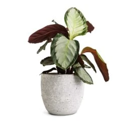 Calathea Picturata Argentea -HousePlants Shop Calathea picturata Argentea 12x40cm Cas Plant Pot Cool Grey 17x15cm