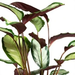 Calathea Picturata Argentea -HousePlants Shop Calathea picturata Argentea 12x40cm Foliage