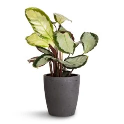 Calathea Picturata Argentea -HousePlants Shop Calathea picturata Argentea 12x40cm Gerben Plant Pot Black Washed 15x16cm