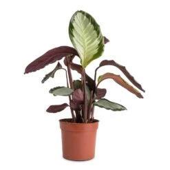 Calathea Picturata Argentea -HousePlants Shop Calathea picturata Argentea 12x40cm f9e1c73f 0528 4ecb 89e5 a410c7c34b6e