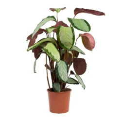 Calathea Picturata Argentea -HousePlants Shop Calathea picturata Argentea 17cm