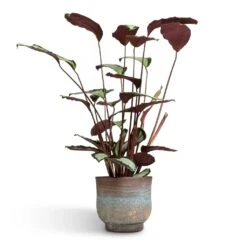 Aico Plant Pot - Shiny Blue 21 Aico Plant Pot - Shiny Blue -HousePlants Shop Calathea picturata Argentea 17x75cm Aico Plant Pot Shiny Blue 22x20cm