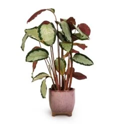Calathea Picturata Argentea -HousePlants Shop Calathea picturata Argentea 17x75cm Kaat Plant Pot Old Pink 20x20cm 3ba3b349 b4d8 487f b68d 3d5c842fca7a