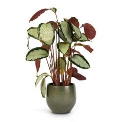 Zembla Plant Pot - Green -HousePlants Shop Calathea picturata Argentea 17x75cm Zembla Plant Pot Green 22x20cm
