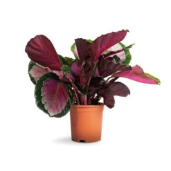 Calathea Picturata Crimson -HousePlants Shop Calathea picturata Crimson 14x50cm 1