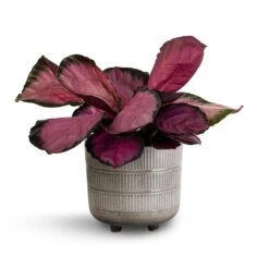 Calathea Picturata Crimson -HousePlants Shop Calathea picturata Crimson 14x50cm Denise Plant Pot Fossil 19x19cm
