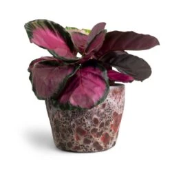Lava Couple Straight Relic Planter - Pink -HousePlants Shop Calathea picturata Crimson 14x50cm Lava Couple Straight Relic Planter Pink 19x13cm 16f68b67 9332 4d35 8c36 4b777842b846
