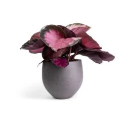 Calathea Picturata Crimson -HousePlants Shop Calathea picturata Crimson 14x50cm Mini Orb Kevan Plant Pot Black Washed 18x15cm